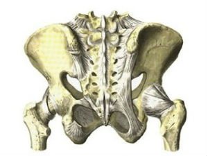 Крестцово подвздошный сустав фото