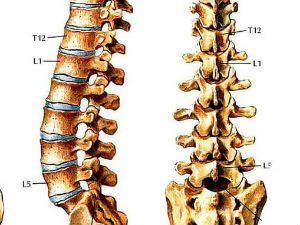 Первый поясничный позвонок где находится фото у человека